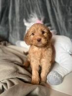 Australian labradoodle pups, Parvo, Overige rassen, 8 tot 15 weken, Meerdere