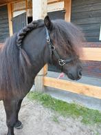 Super mooie shetlander, Dieren en Toebehoren, Gechipt, Ruin, 0 tot 2 jaar, A pony (tot 1.17m)