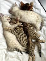 Bengaalse kittens snow mink & brown / gold rosetten <3, Dieren en Toebehoren, Katten en Kittens | Raskatten | Korthaar, Ontwormd