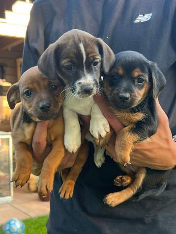 Jackrussell pups * teefjes * laagbenig beschikbaar voor biedingen