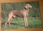 Ansichtkaart hond honden Weimaraner, Verzenden, 1980 tot heden, Ongelopen, Hond of Kat