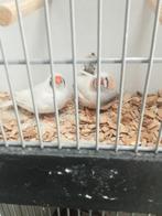 2 mooie koppels zebravinken, Meerdere dieren, Tropenvogel