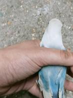 Prachtige piep jonge agapornis fisheri opaline pastel blauw, Dieren en Toebehoren, Vogels | Parkieten en Papegaaien, Meerdere dieren