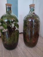 Kamerplanten in gesloten ecosysteem vaas 50 cm, Ophalen, Halfschaduw, Minder dan 100 cm