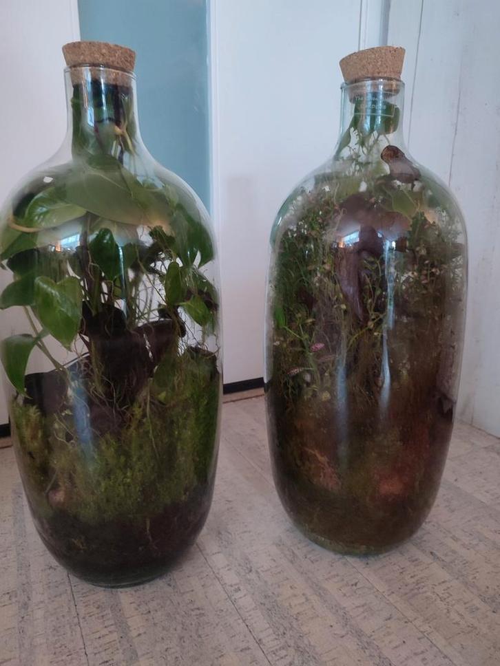 Kamerplanten in gesloten ecosysteem vaas 50 cm, Huis en Inrichting, Kamerplanten, Minder dan 100 cm, Halfschaduw, Ophalen