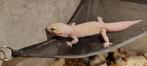 Luipaard gekko man 2024 Diablo blanco giant, Dieren en Toebehoren, Reptielen en Amfibieën, Hagedis, 0 tot 2 jaar