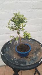 Bonsai Lonicera nitida tuigai, Tuin en Terras, Ophalen, Vaste plant, Overige soorten, Halfschaduw