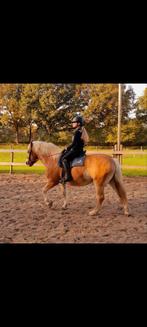 Plek vrij voor nieuwe lesklanten met rij ervaring., Diensten en Vakmensen, Dieren | Paarden | Verzorging, Oppas en Les
