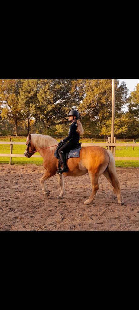 Plek vrij voor nieuwe lesklanten met rij ervaring., Diensten en Vakmensen, Dieren | Paarden | Verzorging, Oppas en Les