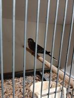 Dieren en toebehoren, Dieren en Toebehoren, Vogels | Overige Vogels, Mannelijk, Geringd