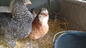 Kuikens +/- 15 weken Araucana's & Marans beschikbaar voor biedingen