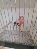 Mooie jonge roze bourks, Dieren en Toebehoren, Vogels | Parkieten en Papegaaien, Mannelijk, Parkiet