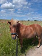 verzorger shetlander soest, Dieren en Toebehoren, Stalling en Weidegang