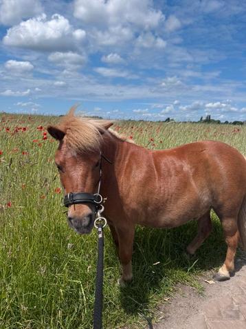 verzorger shetlander soest beschikbaar voor biedingen