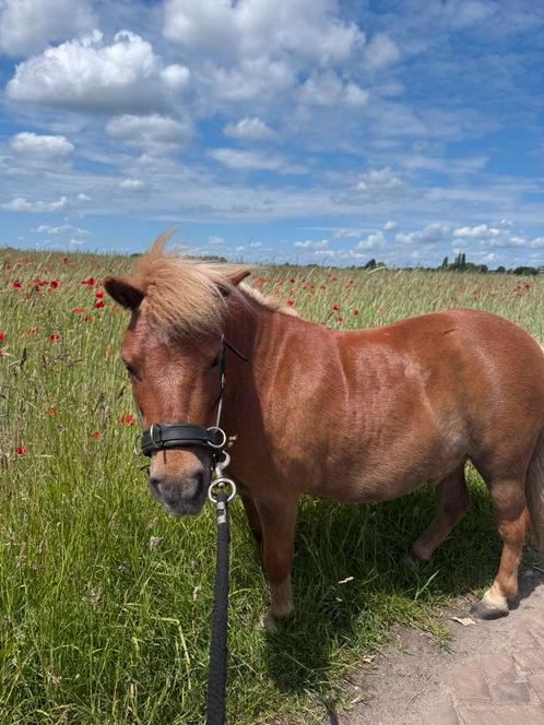 verzorger shetlander soest, Dieren en Toebehoren, Stalling en Weidegang