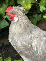 Mooie araucana lavendel haan, Dieren en Toebehoren, Mannelijk, Kip