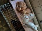 5 jonge kittens, 2 rode en 3 witte met klein grijs streepje, Dieren en Toebehoren, Katten en Kittens | Overige Katten, Kortharig