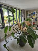 grote plant: Strelitzia Nicolai incl pot, Huis en Inrichting, Kamerplanten, Ophalen, 200 cm of meer, Overige soorten, Halfschaduw