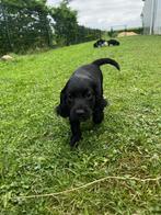 Stabij x Cocker pups Lief, sociaal & direct beschikbaar, Dieren en Toebehoren, Nederland, CDV (hondenziekte), 8 tot 15 weken, Meerdere