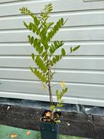 Accacia boompje, Ophalen, Zomer, Volle zon, Overige soorten