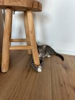 Ter adoptie Nala, Dieren en Toebehoren, Katten en Kittens | Overige Katten, Poes, Kortharig, 0 tot 2 jaar