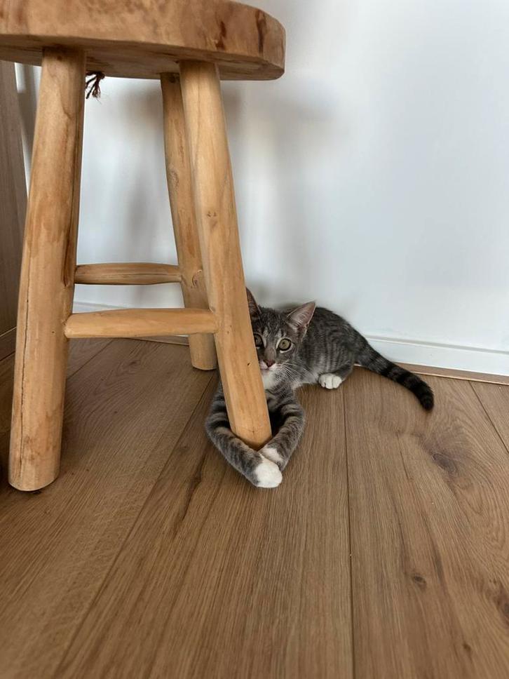 Ter adoptie Nala, Dieren en Toebehoren, Katten en Kittens | Overige Katten, Kortharig, Poes, 0 tot 2 jaar