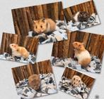 Hele leuke tamme goudhamsters direct van de fokker ( vrouw), Hamster, December, Vrouwelijk, Tam