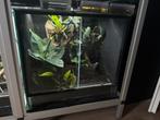 2 paludaria met hygrolon 47x44x45cm, Dieren en Toebehoren, Ophalen, Zo goed als nieuw, Terrarium of Paludarium