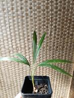 Dypsis lanceolata, Huis en Inrichting, Palm, In pot, Minder dan 100 cm, Groene kamerplant