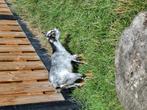 Dwerg geit mama en zoon, Dieren en Toebehoren, Schapen, Geiten en Varkens