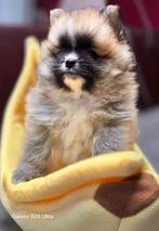 Pomeriaan | Pomeranian pups met stamboom FCI– geboren 27-04, Keeshond, 8 tot 15 weken, CDV (hondenziekte), Meerdere