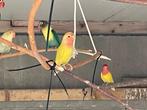 Gezocht: lutino fischeri 3 mannen., Dieren en Toebehoren, Mannelijk, Dwergpapegaai of Agapornis