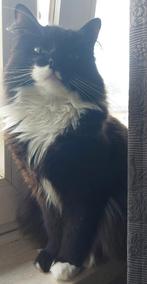 Ragdoll meisje bruin, Ophalen