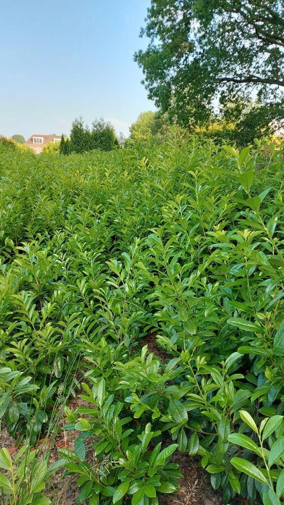 Laurier novita 150-200 cm hoog, Tuin en Terras, Planten | Struiken en Hagen, Laurier, 100 tot 250 cm, Ophalen