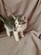 Lieve katertjes, Dieren en Toebehoren, Katten en Kittens | Overige Katten, Meerdere dieren, Kortharig, 0 tot 2 jaar