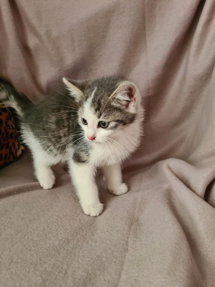 Lieve katertjes, Dieren en Toebehoren, Katten en Kittens | Overige Katten, Kortharig, Meerdere dieren, 0 tot 2 jaar