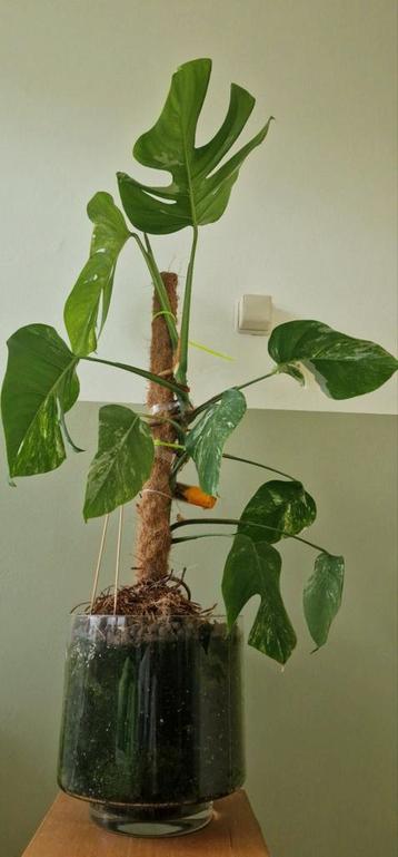 Monstera Thai Constellation..! beschikbaar voor biedingen