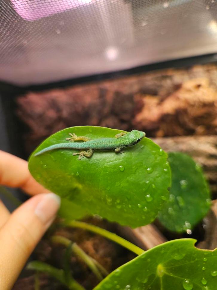 Jonge Gestreepte Daggekko’s (Phelsuma lineata), Dieren en Toebehoren, Reptielen en Amfibieën
