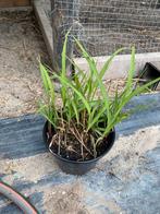 Miscanthus purpurescens, Tuin en Terras, Planten | Tuinplanten, Overige soorten, Volle zon, Eenjarig, Ophalen of Verzenden