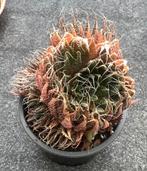 Aloe, Ophalen of Verzenden, Halfschaduw, Minder dan 100 cm