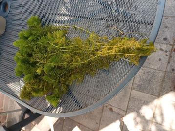 Zuurstof plant voor de vijver. Hoornblad beschikbaar voor biedingen