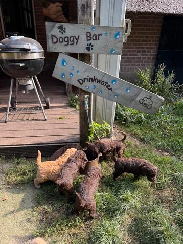 Lagotto Romagnolo pups, Italiaanse Waterhondjes, nog 1 reu! beschikbaar voor biedingen