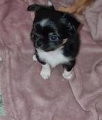 Chihuahua pup beschikbaar, Reu, 8 tot 15 weken, Meerdere, Chihuahua