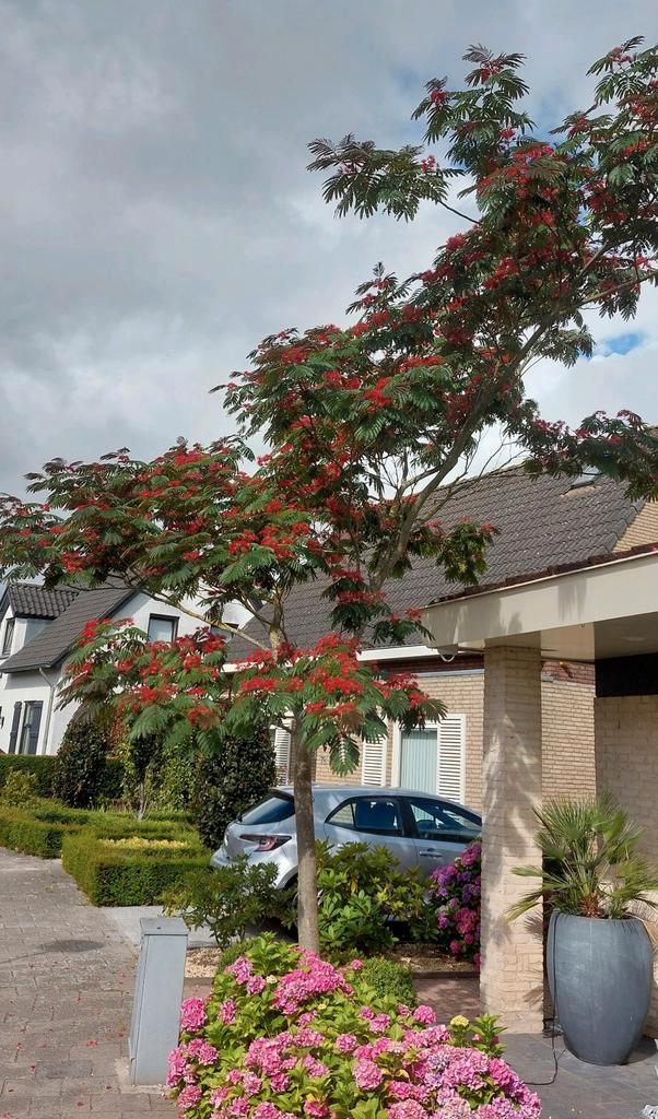 Albizia Evi's Pride verse Zaden 2025 - per 10 stuks € 1.25, Tuin en Terras, Bloembollen en Zaden, Zaad, Voorjaar, Volle zon, Ophalen of Verzenden