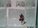 Betta splendens super delta kempvis man, Dieren en Toebehoren, Vissen | Aquariumvissen, Vis, Zoetwatervis