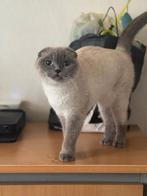 Prachtige britse korthaar, Dieren en Toebehoren, Katten en Kittens | Raskatten | Korthaar, Poes