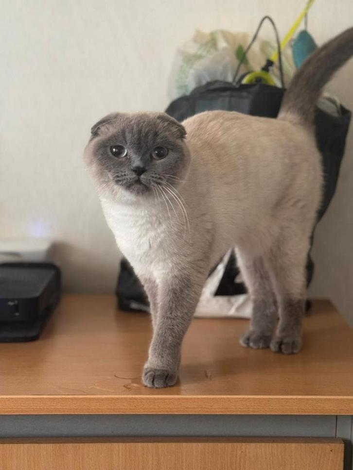 Prachtige britse korthaar, Dieren en Toebehoren, Katten en Kittens | Raskatten | Korthaar, Poes