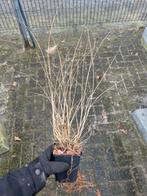 Pennisetum Hameln - Lampenpoetsersgras, Tuin en Terras, Planten | Tuinplanten, Ophalen, Volle zon, Vaste plant, Siergrassen