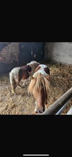 Pony’s, Dieren en Toebehoren, Ophalen of Verzenden