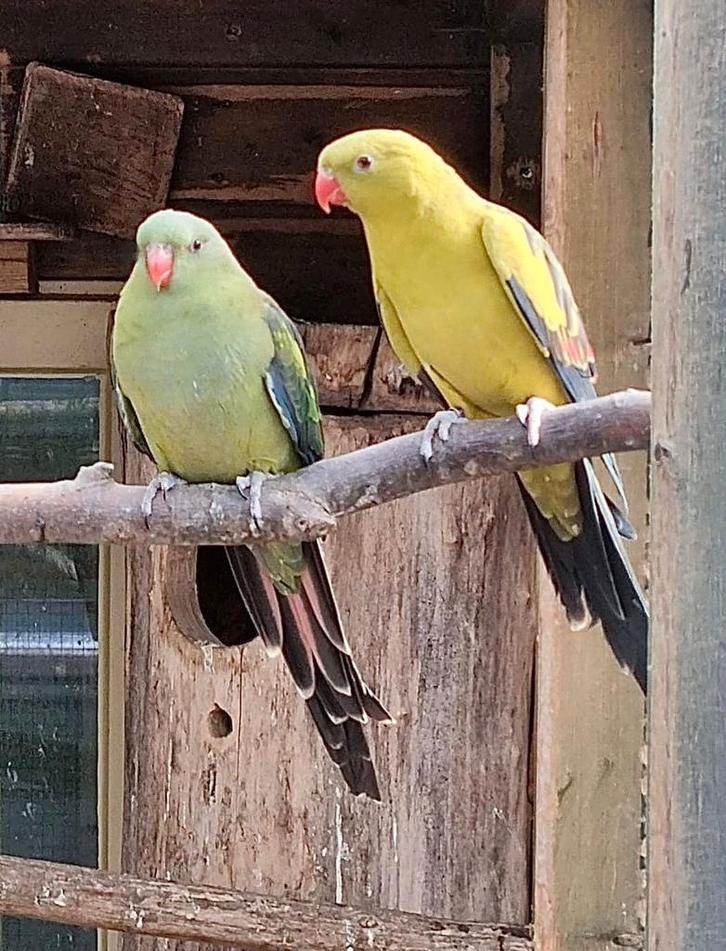 Bergparkieten, Dieren en Toebehoren, Vogels | Parkieten en Papegaaien, Parkiet, Meerdere dieren